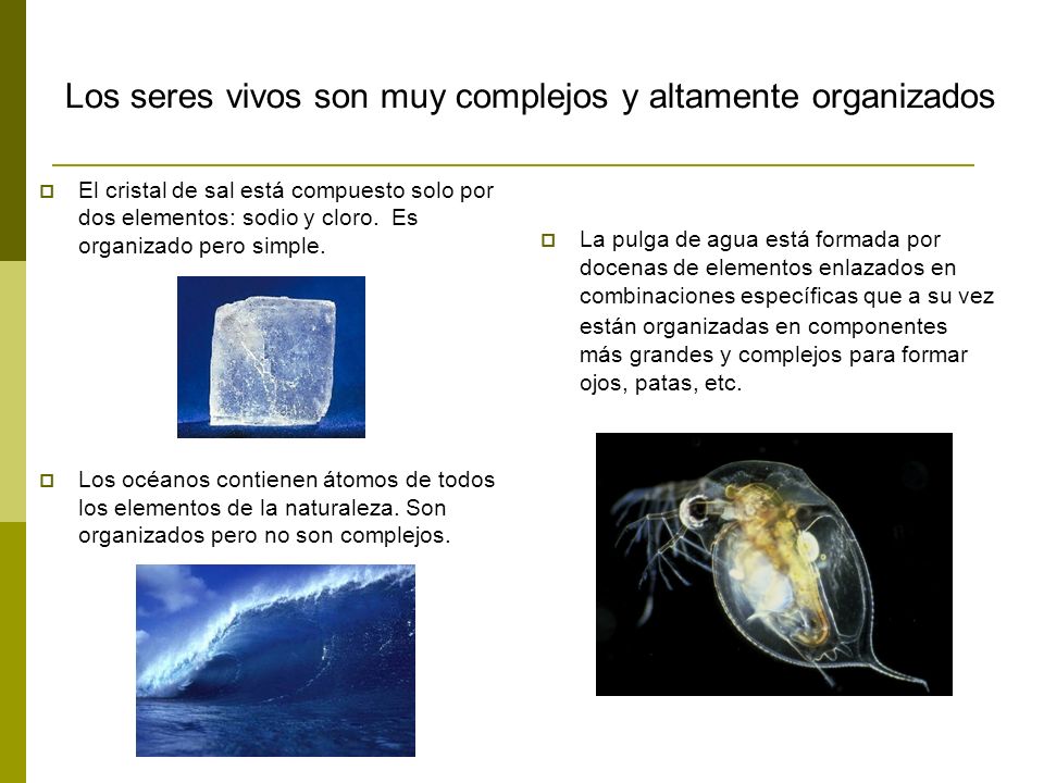 Los seres vivos son muy complejos y altamente organizados