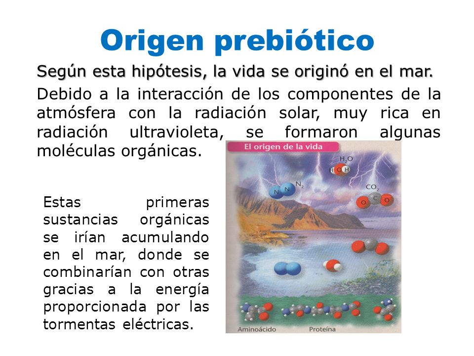 Origen prebiótico Según esta hipótesis, la vida se originó en el mar.