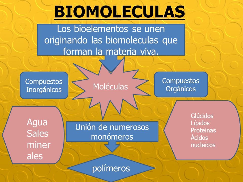 BIOMOLECULAS Los bioelementos se unen originando las biomoleculas que forman la materia viva. Moléculas.