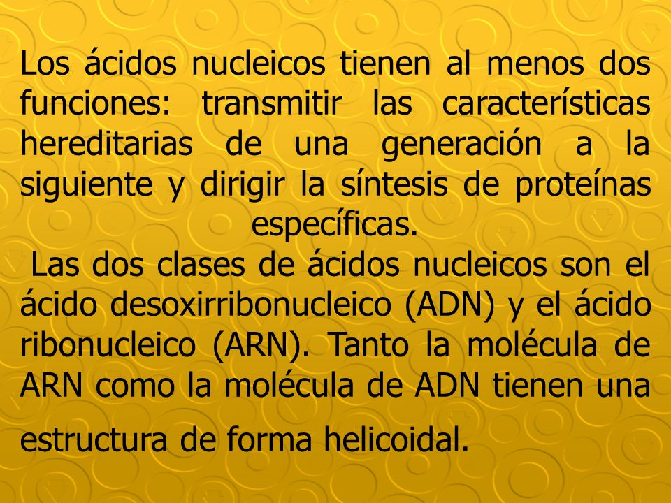 Los ácidos nucleicos tienen al menos dos funciones: transmitir las características hereditarias de una generación a la siguiente y dirigir la síntesis de proteínas específicas.