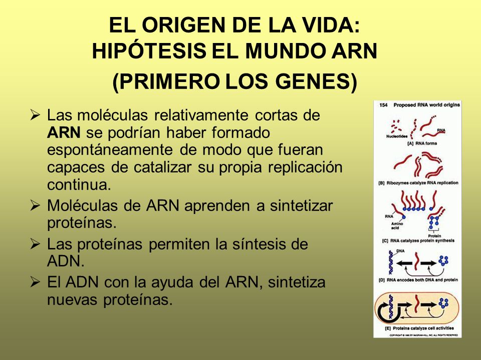 EL ORIGEN DE LA VIDA: HIPÓTESIS EL MUNDO ARN (PRIMERO LOS GENES)