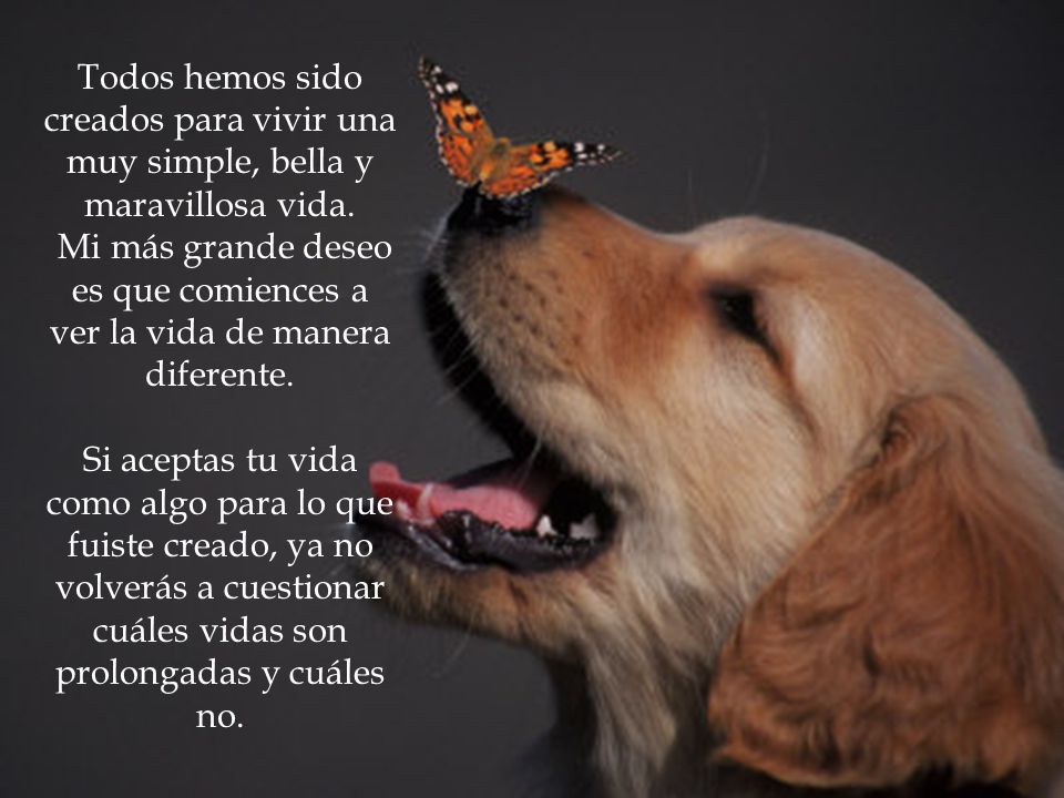 Todos hemos sido creados para vivir una muy simple, bella y maravillosa vida.