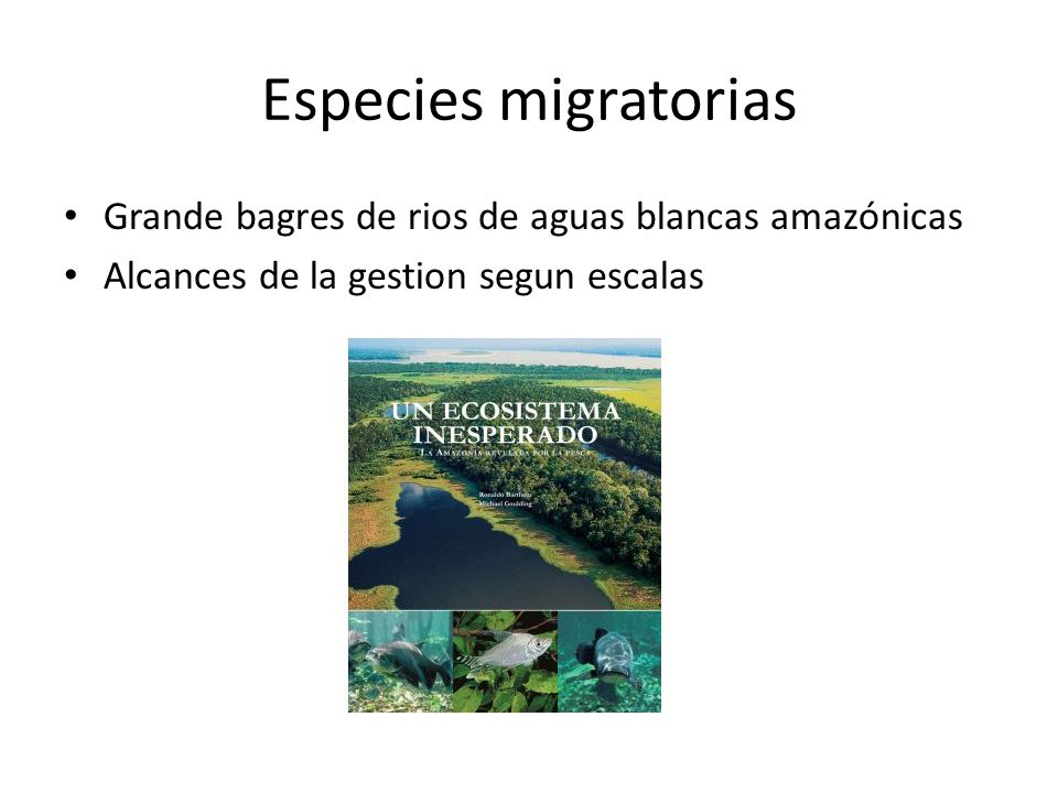Especies migratorias Grande bagres de rios de aguas blancas amazónicas