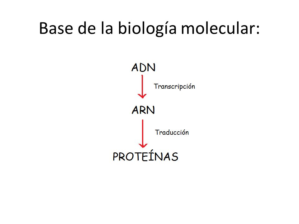 Base de la biología molecular: