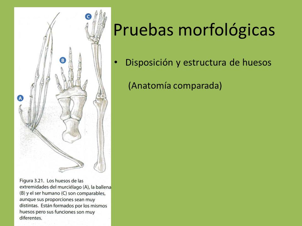 Pruebas morfológicas Disposición y estructura de huesos
