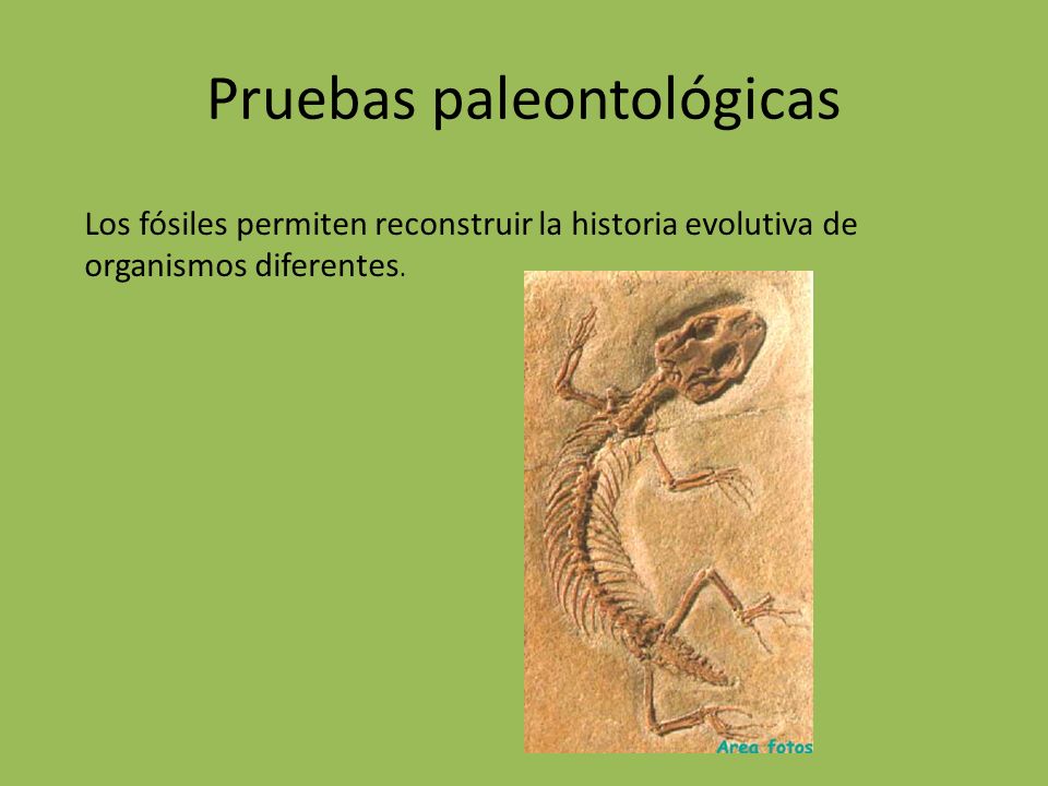 Pruebas paleontológicas