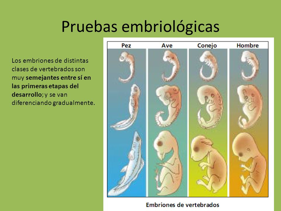 Pruebas embriológicas