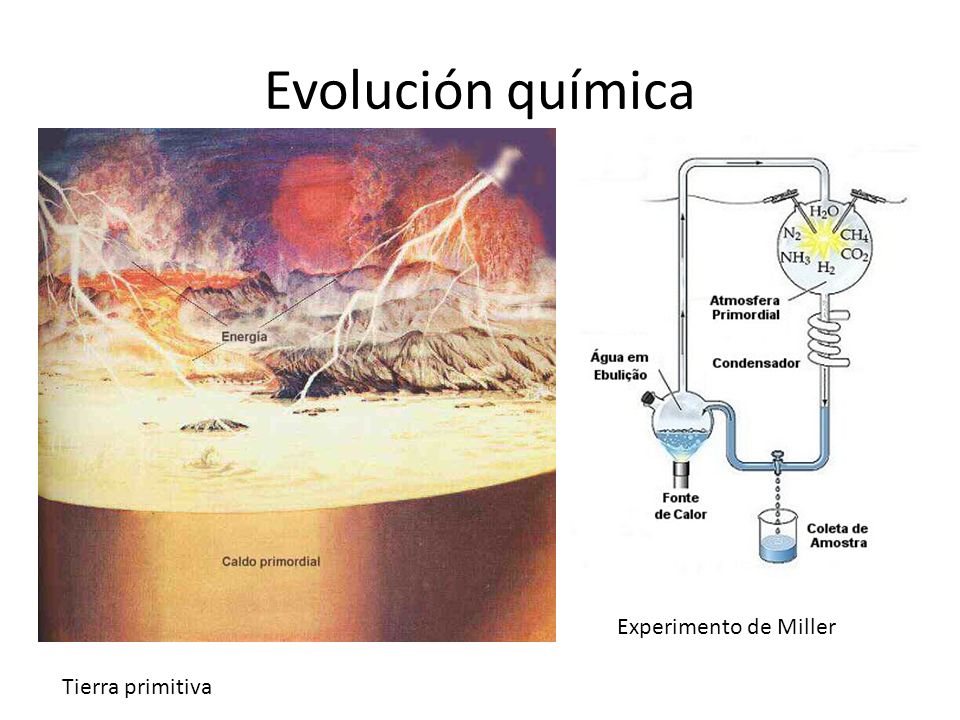 Evolución química Experimento de Miller Tierra primitiva