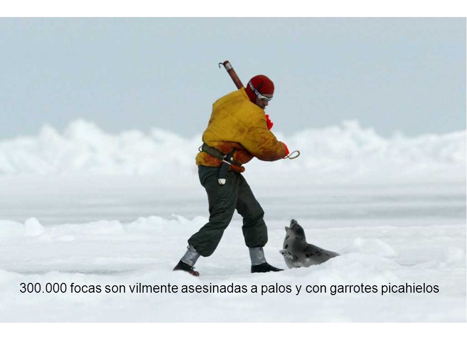focas son vilmente asesinadas a palos y con garrotes picahielos