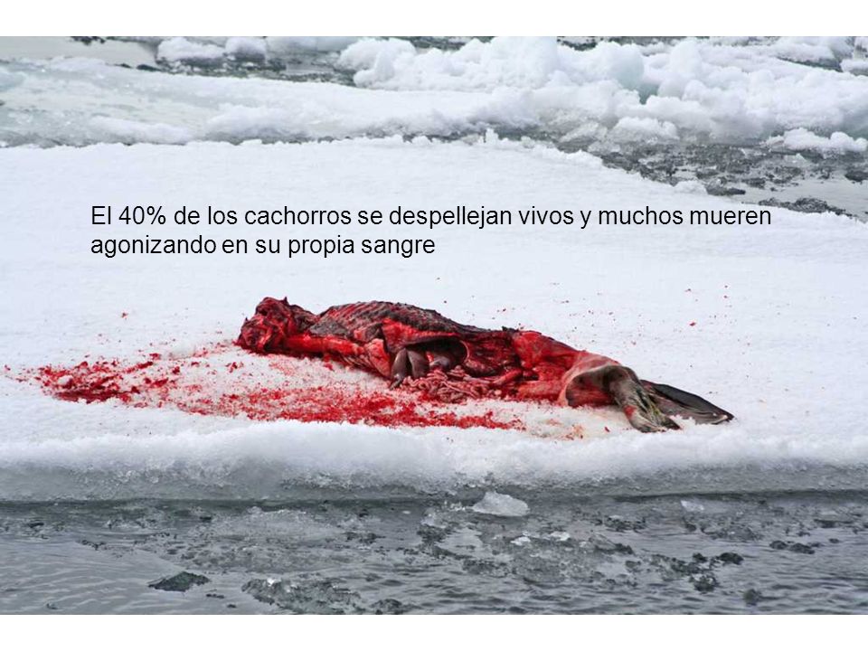 El 40% de los cachorros se despellejan vivos y muchos mueren