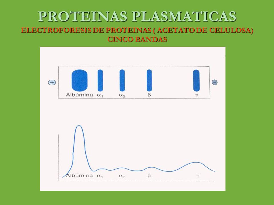 PROTEINAS PLASMATICAS ELECTROFORESIS DE PROTEINAS ( ACETATO DE CELULOSA) CINCO BANDAS