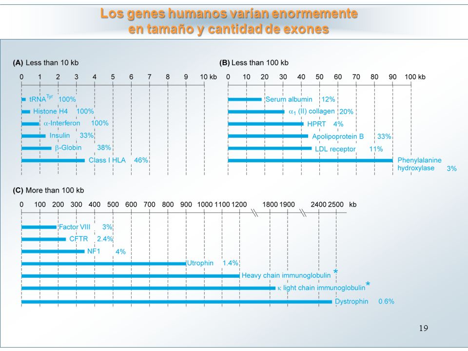 Los genes humanos varían enormemente en tamaño y cantidad de exones
