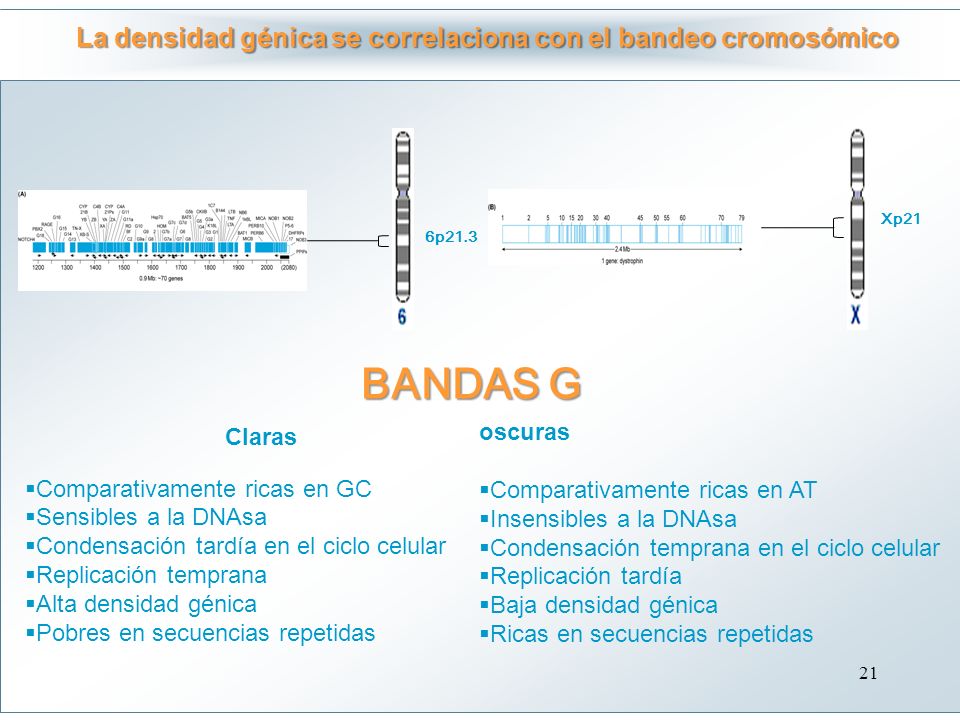 La densidad génica se correlaciona con el bandeo cromosómico
