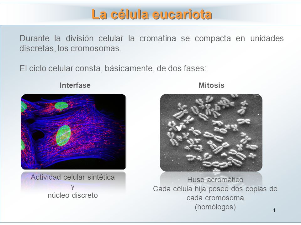 La célula eucariota Durante la división celular la cromatina se compacta en unidades discretas, los cromosomas.