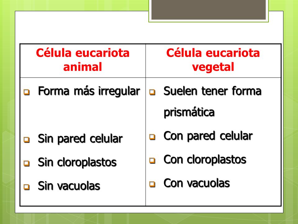 Célula eucariota animal Célula eucariota vegetal