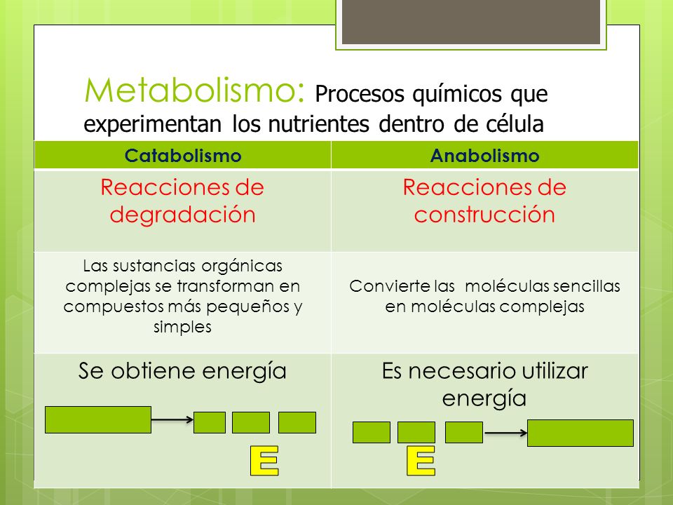 Metabolismo: Procesos químicos que experimentan los nutrientes dentro de célula