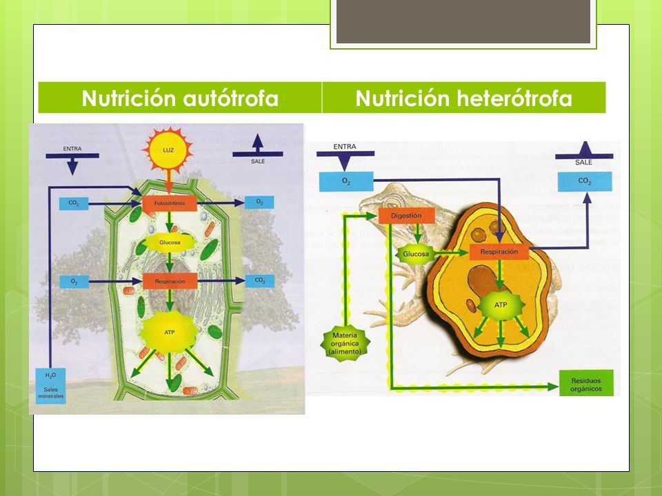 Nutrición heterótrofa