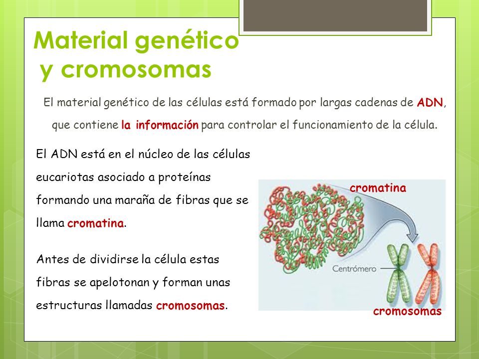 Material genético y cromosomas