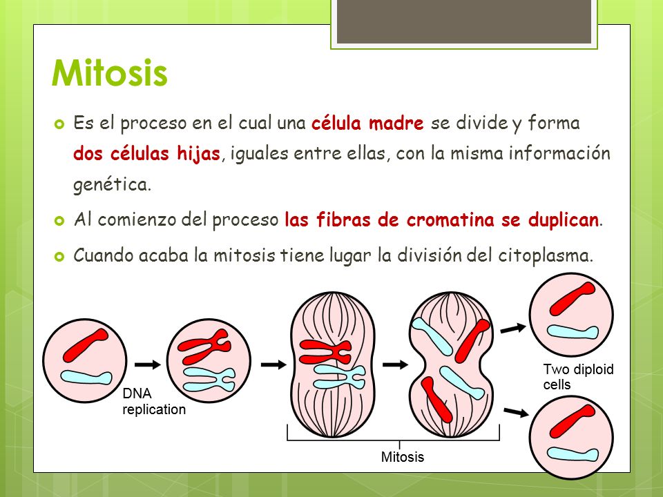Mitosis Es el proceso en el cual una célula madre se divide y forma dos células hijas, iguales entre ellas, con la misma información genética.