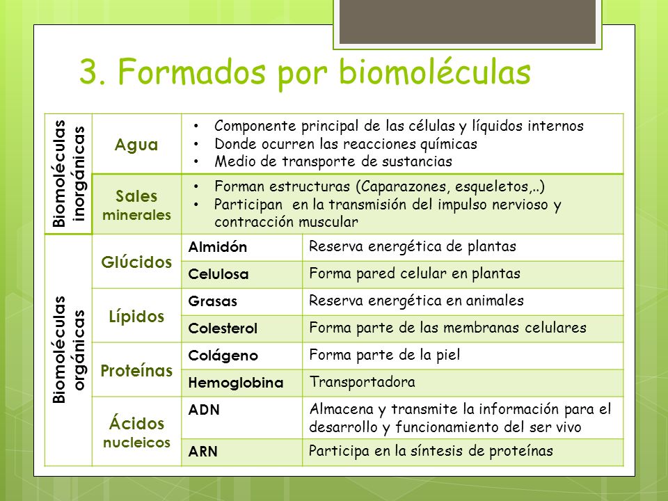 3. Formados por biomoléculas