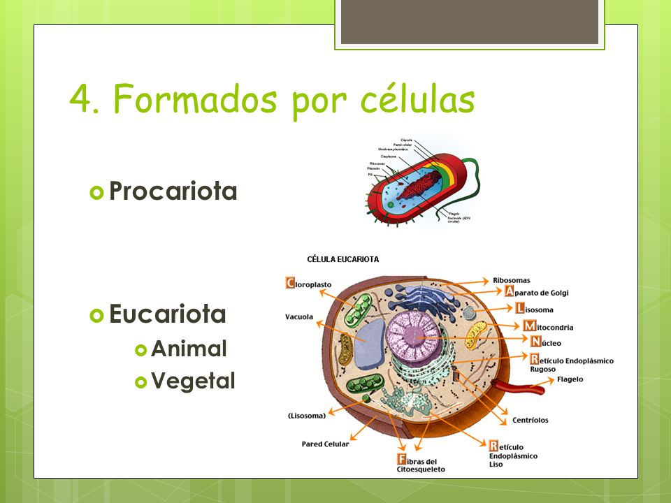 4. Formados por células Procariota Eucariota Animal Vegetal