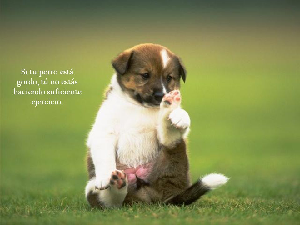 Si tu perro está gordo, tú no estás haciendo suficiente ejercicio.