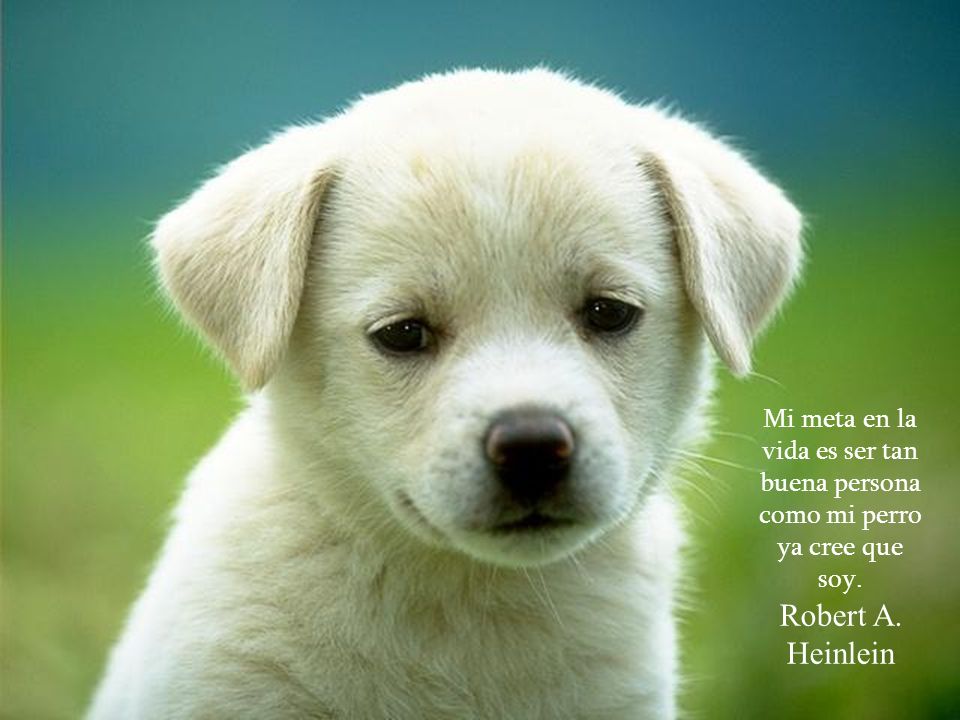 Mi meta en la vida es ser tan buena persona como mi perro ya cree que soy.