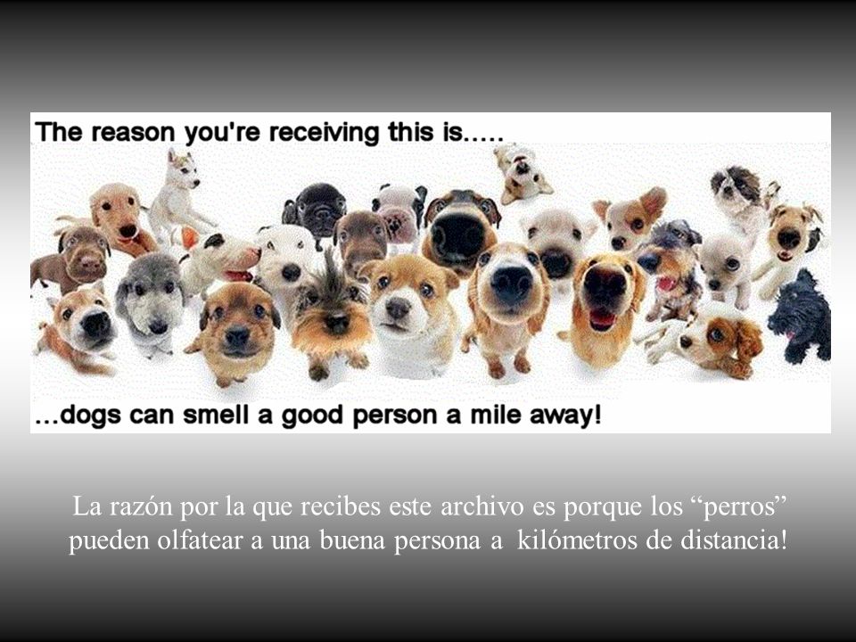 La razón por la que recibes este archivo es porque los perros pueden olfatear a una buena persona a kilómetros de distancia!
