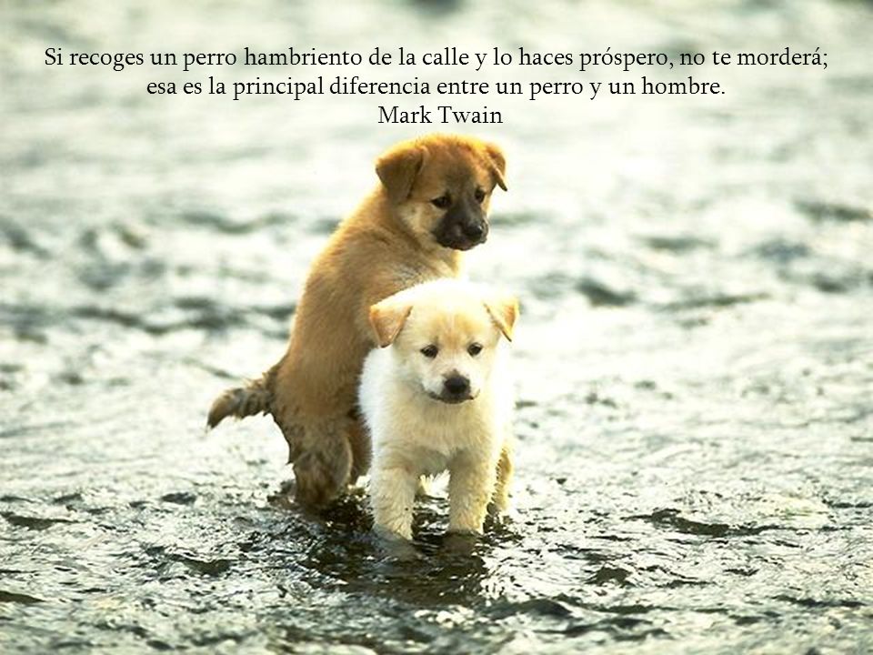 esa es la principal diferencia entre un perro y un hombre.