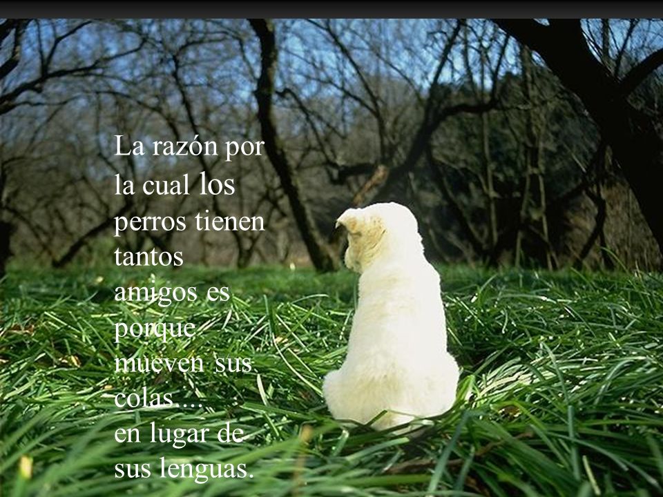 La razón por la cual los perros tienen tantos amigos es porque mueven sus colas....