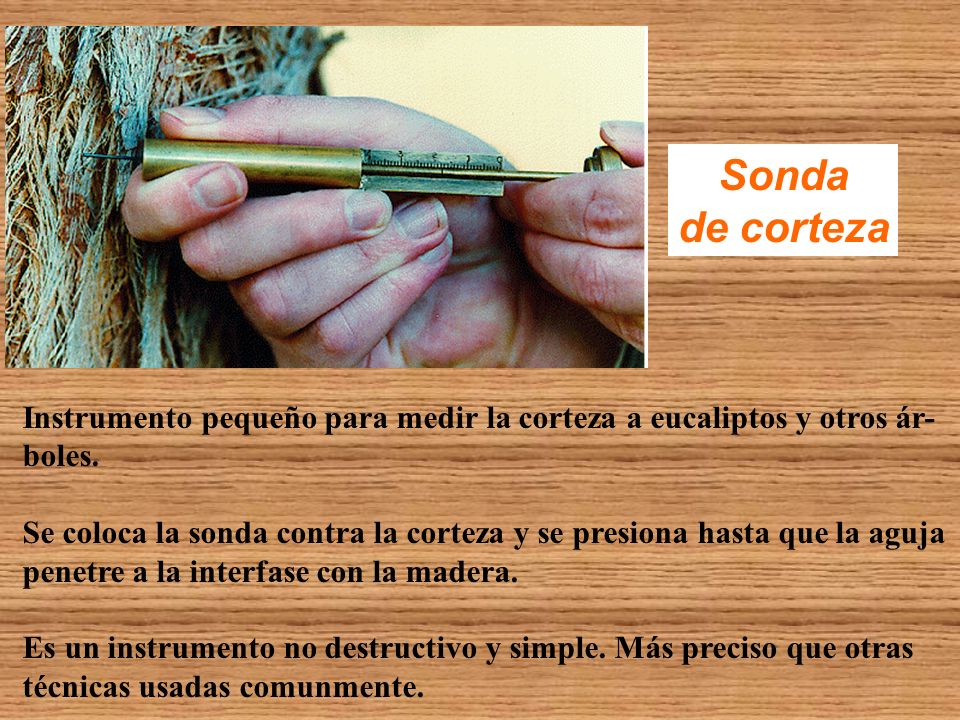 Sonda de corteza. Instrumento pequeño para medir la corteza a eucaliptos y otros ár- boles.