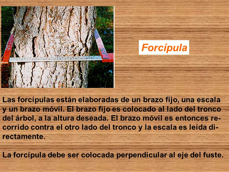 Forcípula Las forcípulas están elaboradas de un brazo fijo, una escala