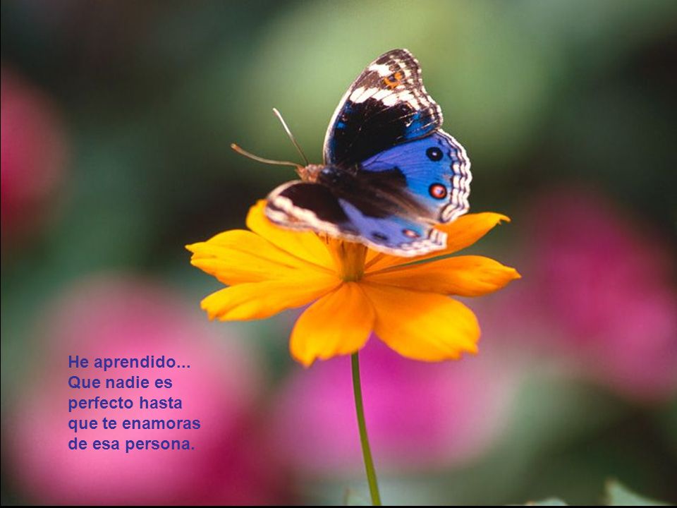 He aprendido... Que nadie es perfecto hasta que te enamoras de esa persona.