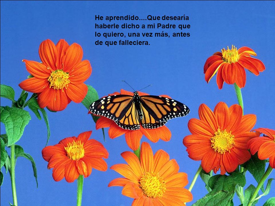 He aprendido....Que desearía haberle dicho a mi Padre que lo quiero, una vez más, antes de que falleciera.