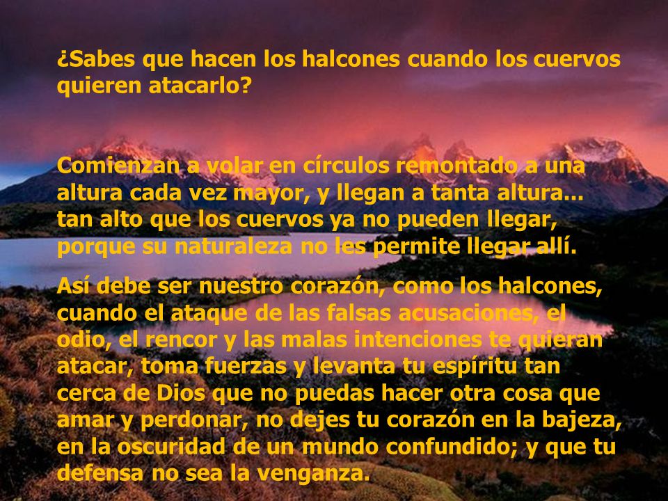 ¿Sabes que hacen los halcones cuando los cuervos quieren atacarlo