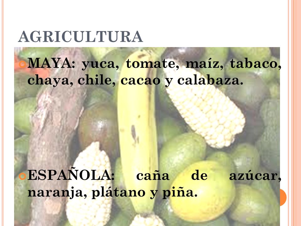 AGRICULTURA MAYA: yuca, tomate, maíz, tabaco, chaya, chile, cacao y calabaza.