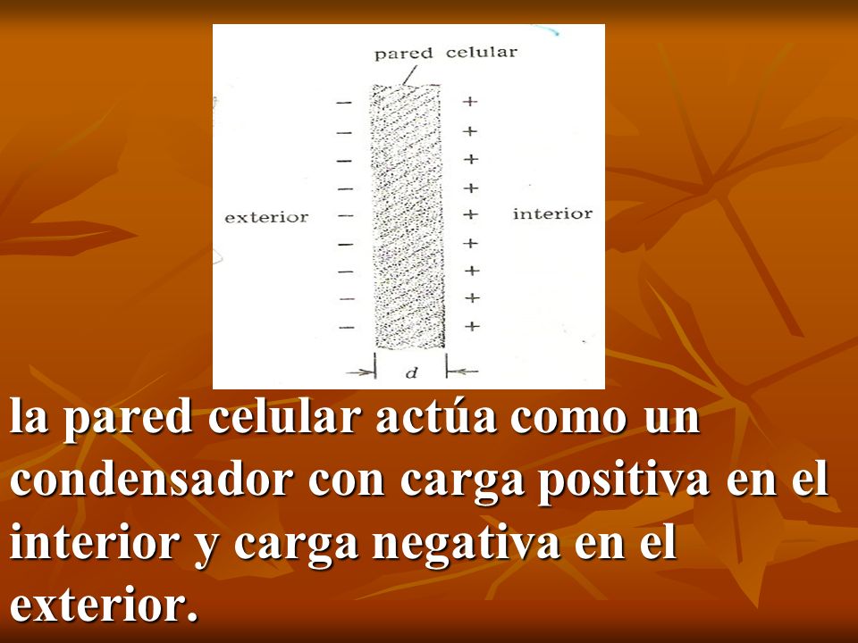 la pared celular actúa como un condensador con carga positiva en el interior y carga negativa en el exterior.