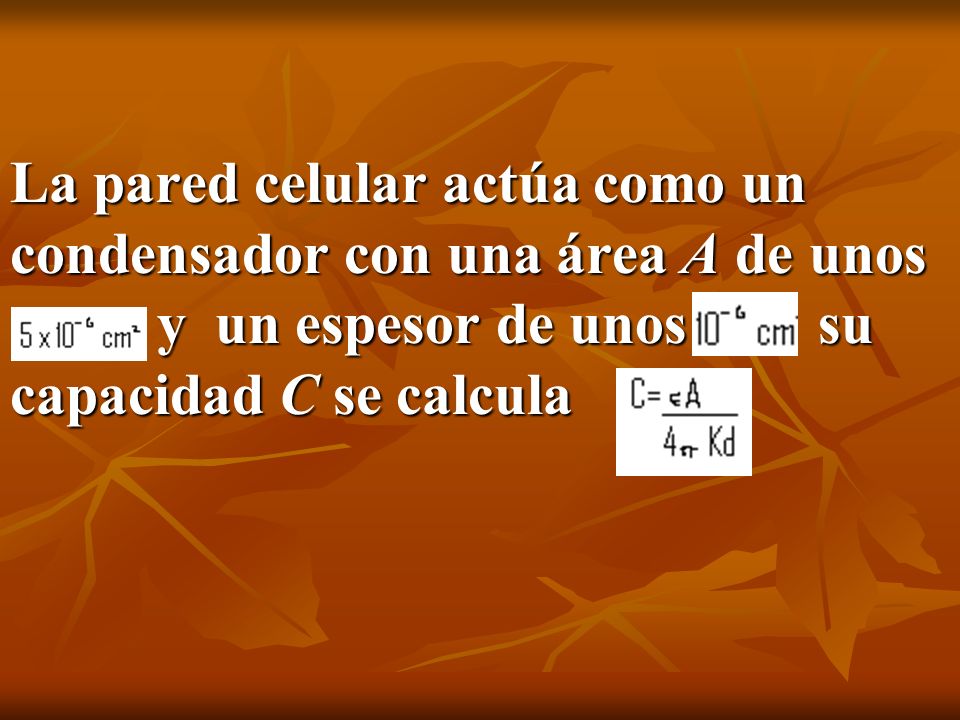 La pared celular actúa como un condensador con una área A de unos y un espesor de unos su capacidad C se calcula