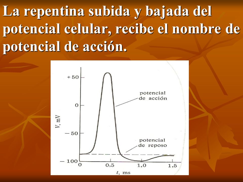 La repentina subida y bajada del potencial celular, recibe el nombre de potencial de acción.