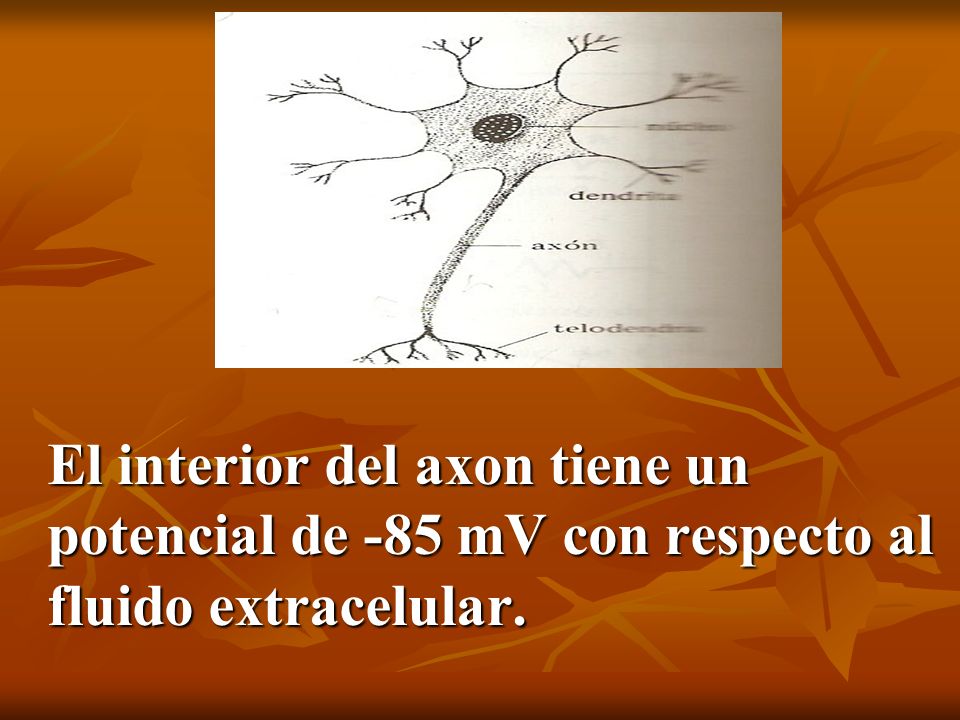 El interior del axon tiene un potencial de -85 mV con respecto al fluido extracelular.