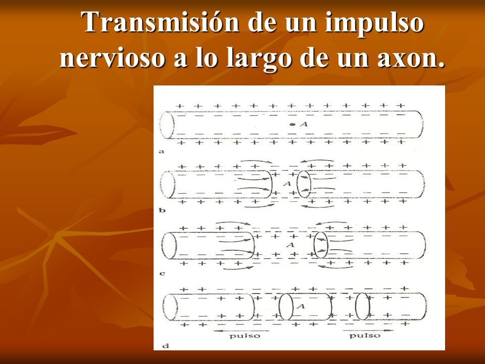 Transmisión de un impulso nervioso a lo largo de un axon.