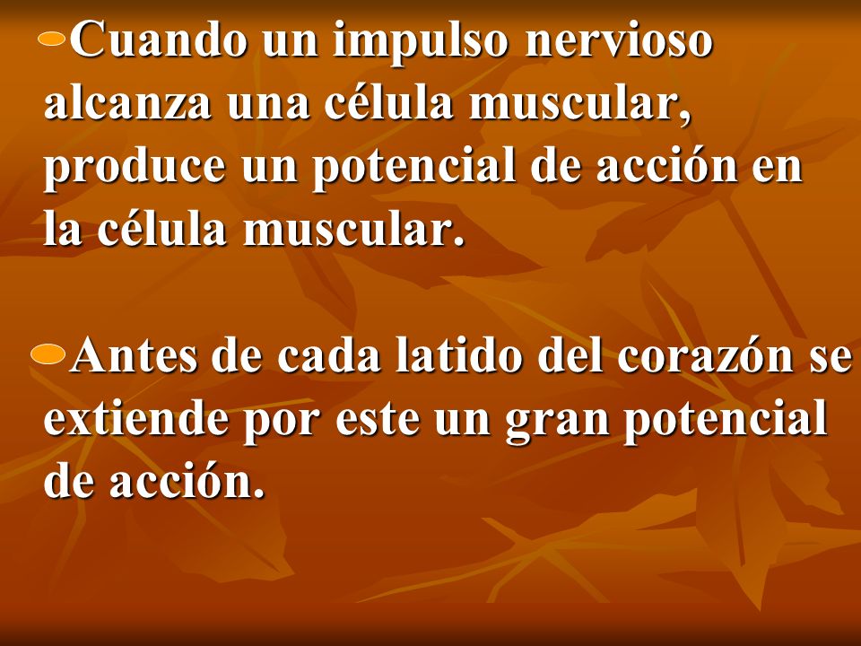 Cuando un impulso nervioso alcanza una célula muscular, produce un potencial de acción en la célula muscular.