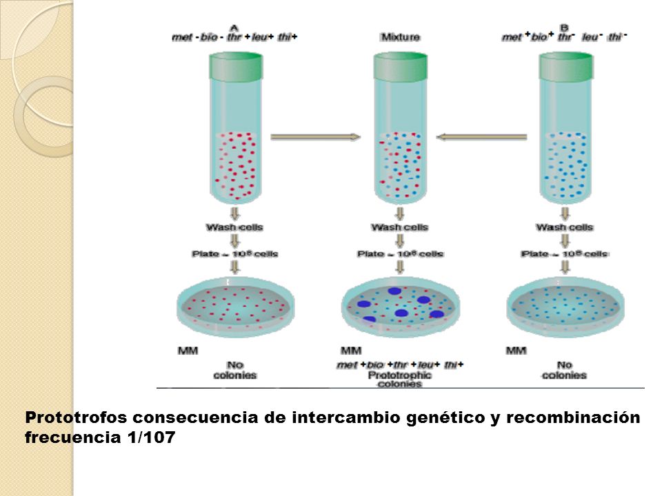 Prototrofos consecuencia de intercambio genético y recombinación frecuencia 1/107