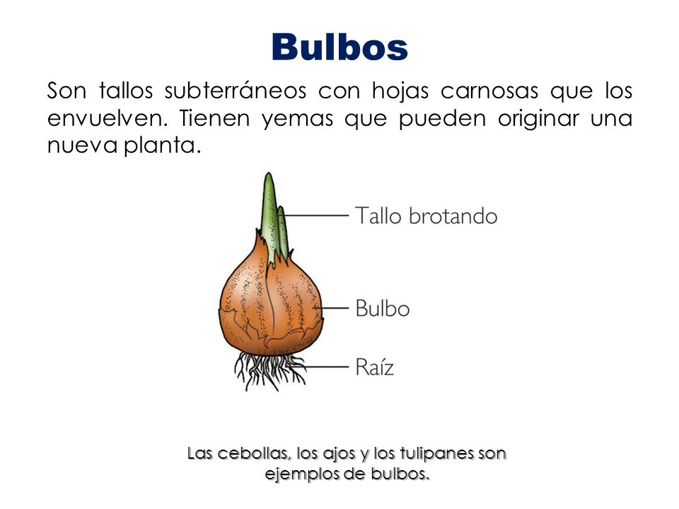 Las cebollas, los ajos y los tulipanes son ejemplos de bulbos.