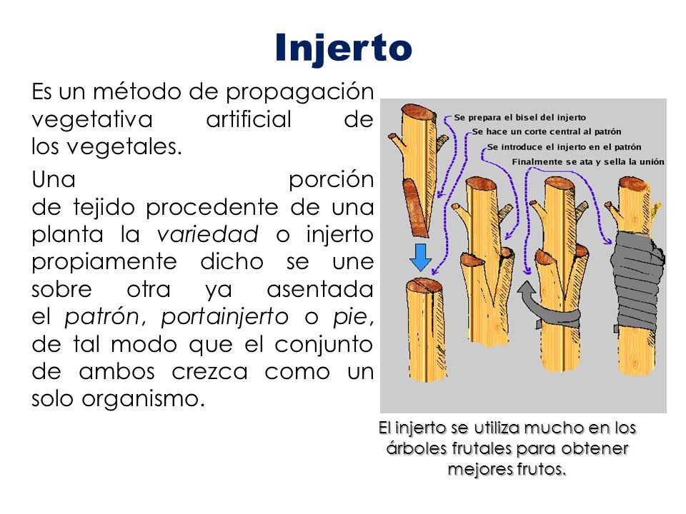 Injerto Es un método de propagación vegetativa artificial de los vegetales.