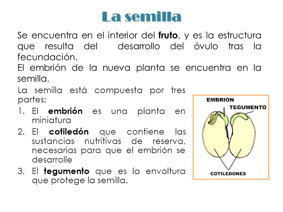 La semilla Se encuentra en el interior del fruto, y es la estructura que resulta del desarrollo del óvulo tras la fecundación.