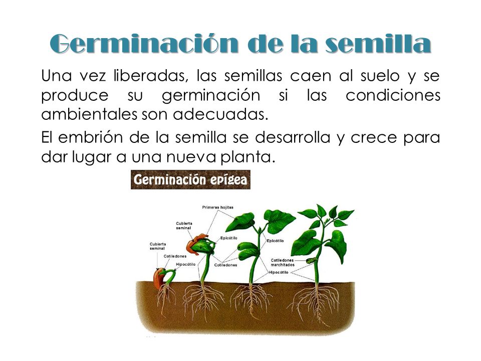 Germinación de la semilla