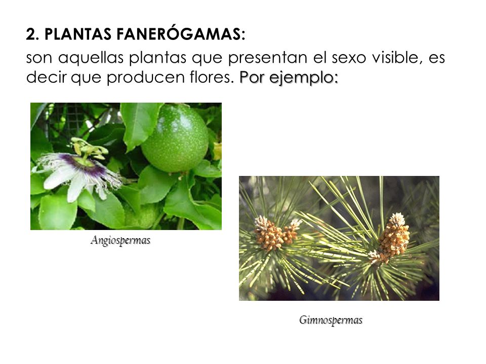 2. PLANTAS FANERÓGAMAS: son aquellas plantas que presentan el sexo visible, es decir que producen flores. Por ejemplo: