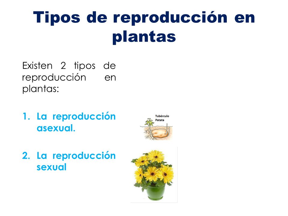 Tipos de reproducción en plantas