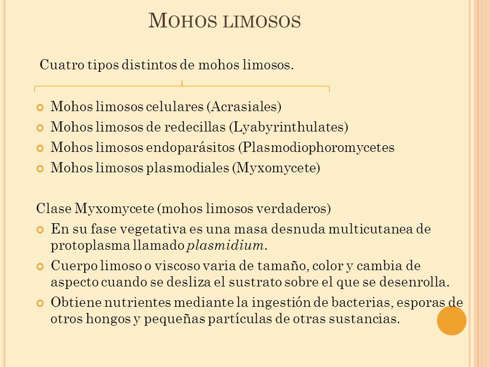 Mohos limosos Cuatro tipos distintos de mohos limosos.